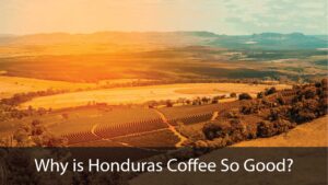 Why is Honduras Coffee So Good?